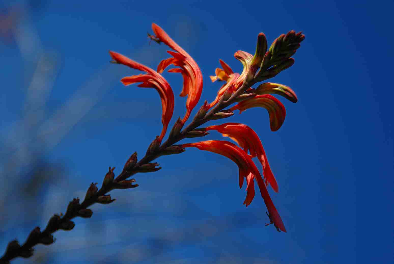 Chasmanthe aethiopica in Sardegna